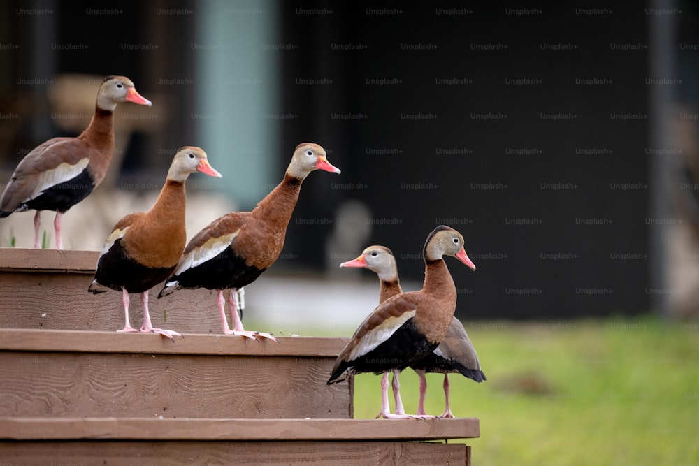 a group of ducks standing on top of a set of steps