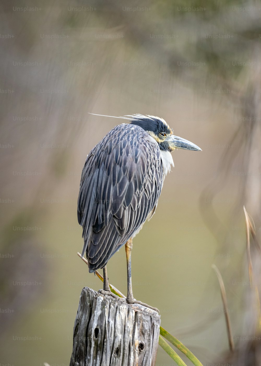 um pássaro sentado em cima de um poste de madeira