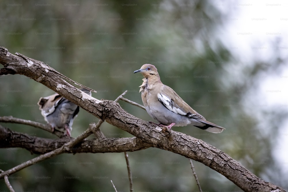 una coppia di uccelli seduti sulla cima di un ramo di un albero