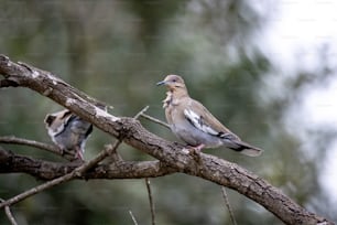 a couple of birds sitting on top of a tree branch