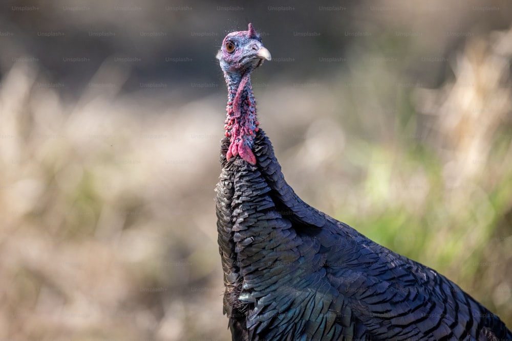 Un primo piano di un uccello con uno sfondo sfocato