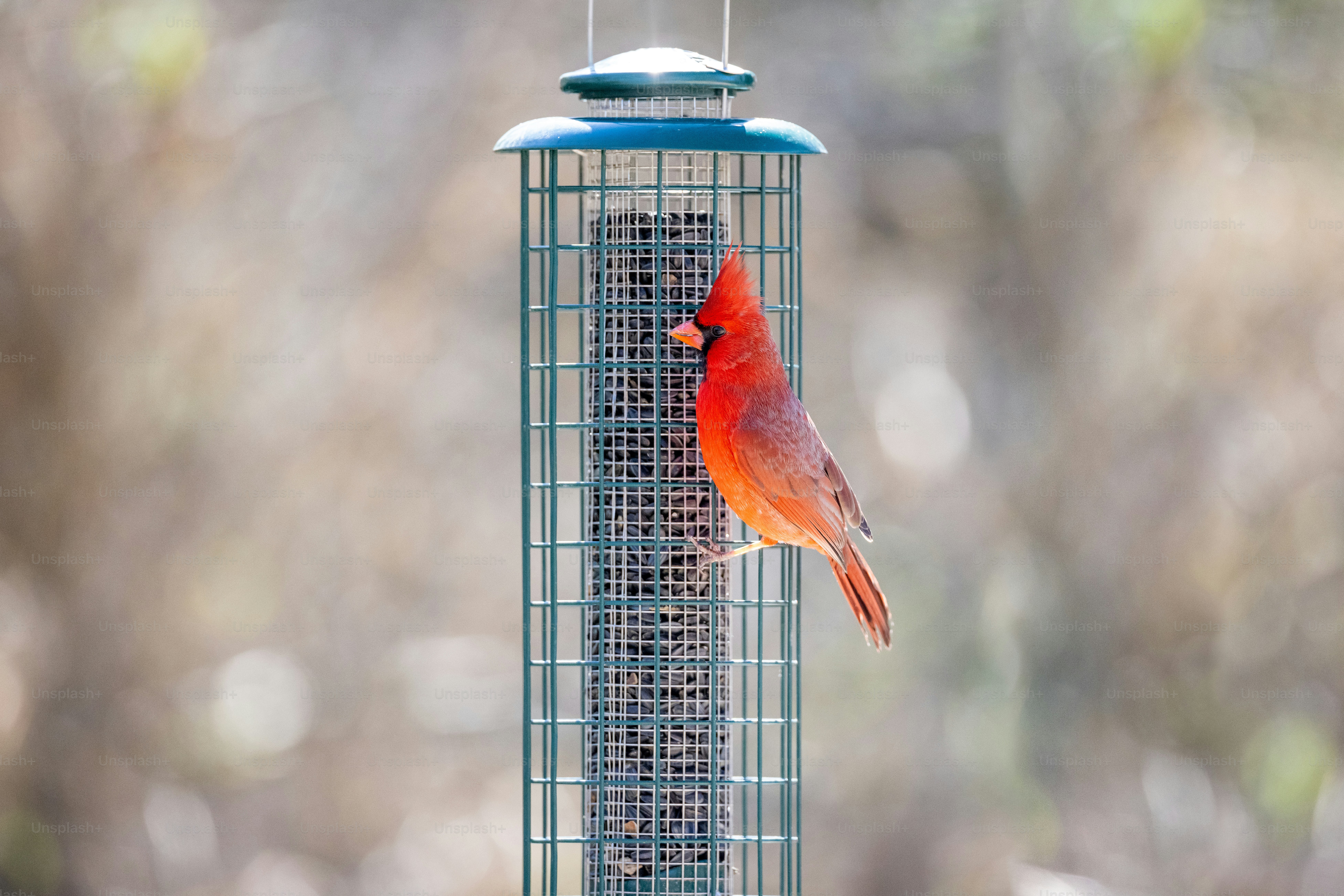 a red bird sitting on top of a bird feeder