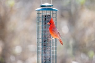 un oiseau rouge assis au-dessus d’une mangeoire à oiseaux
