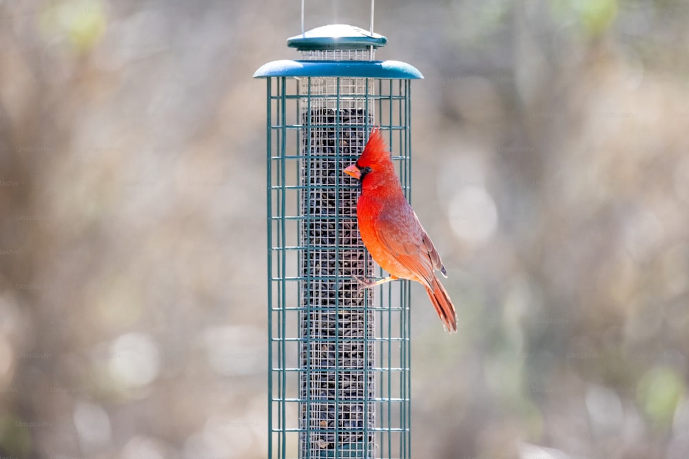 un oiseau rouge assis au-dessus d’une mangeoire à oiseaux