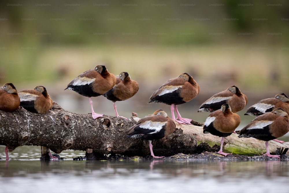 a group of birds sitting on a log in the water