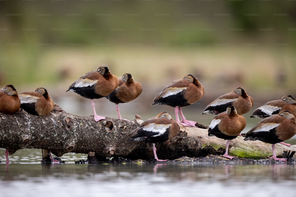 Un grupo de pájaros sentados en un tronco en el agua