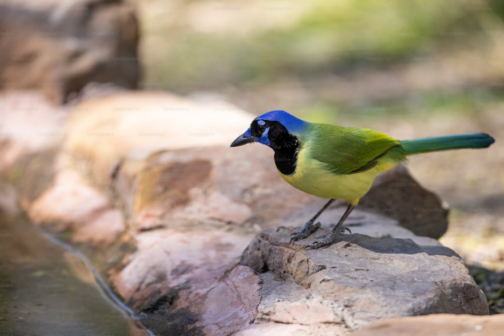 a blue and green bird standing on a rock