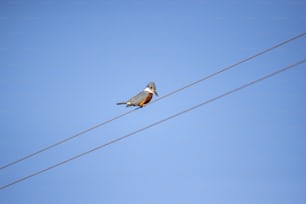 Un pájaro sentado en un cable con un cielo azul en el fondo