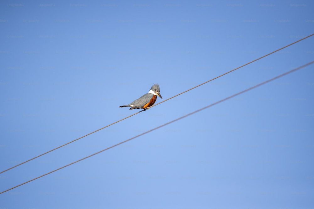 um pássaro sentado em um fio com um céu azul no fundo