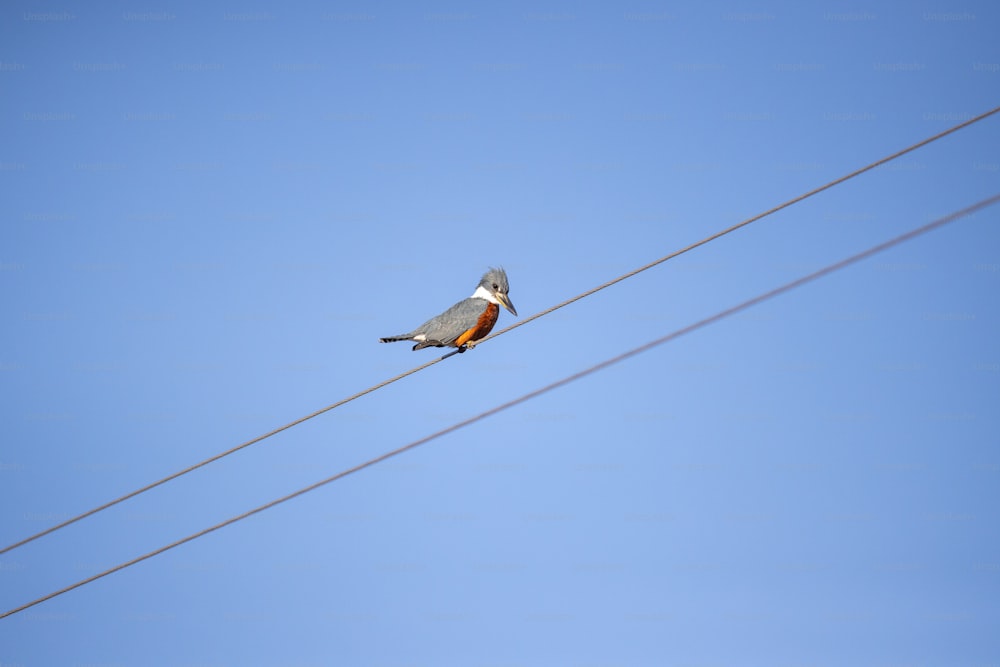 a bird sitting on a wire with a blue sky in the background