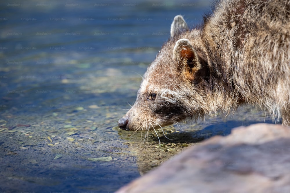 a grizzly bear drinking water from a stream