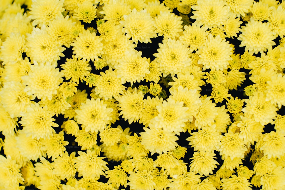 un mazzo di fiori gialli con uno sfondo nero