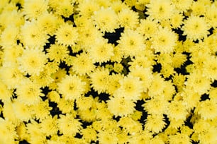 a bunch of yellow flowers with a black background