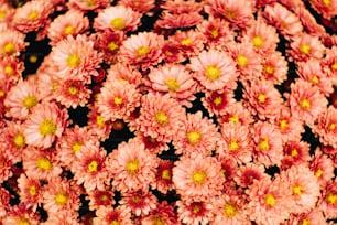 um ramo de flores cor-de-rosa com centros amarelos