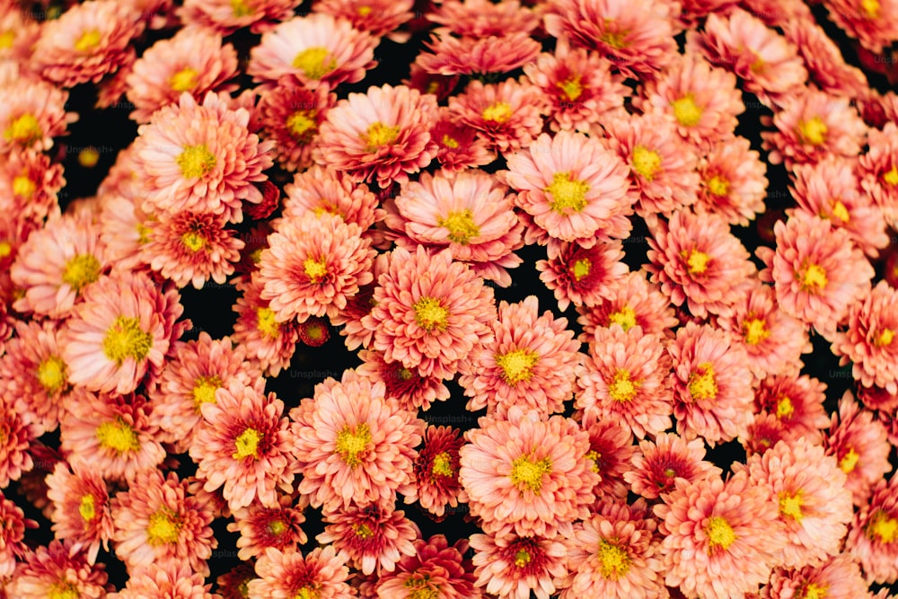 ein Strauß rosa Blüten mit gelben Zentren