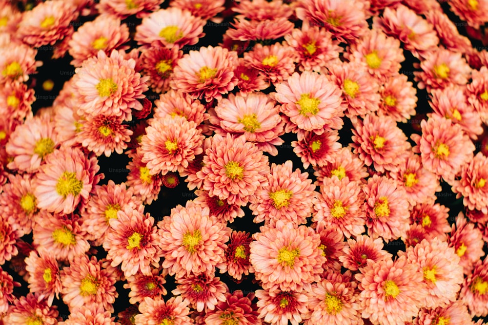 a bunch of pink flowers with yellow centers