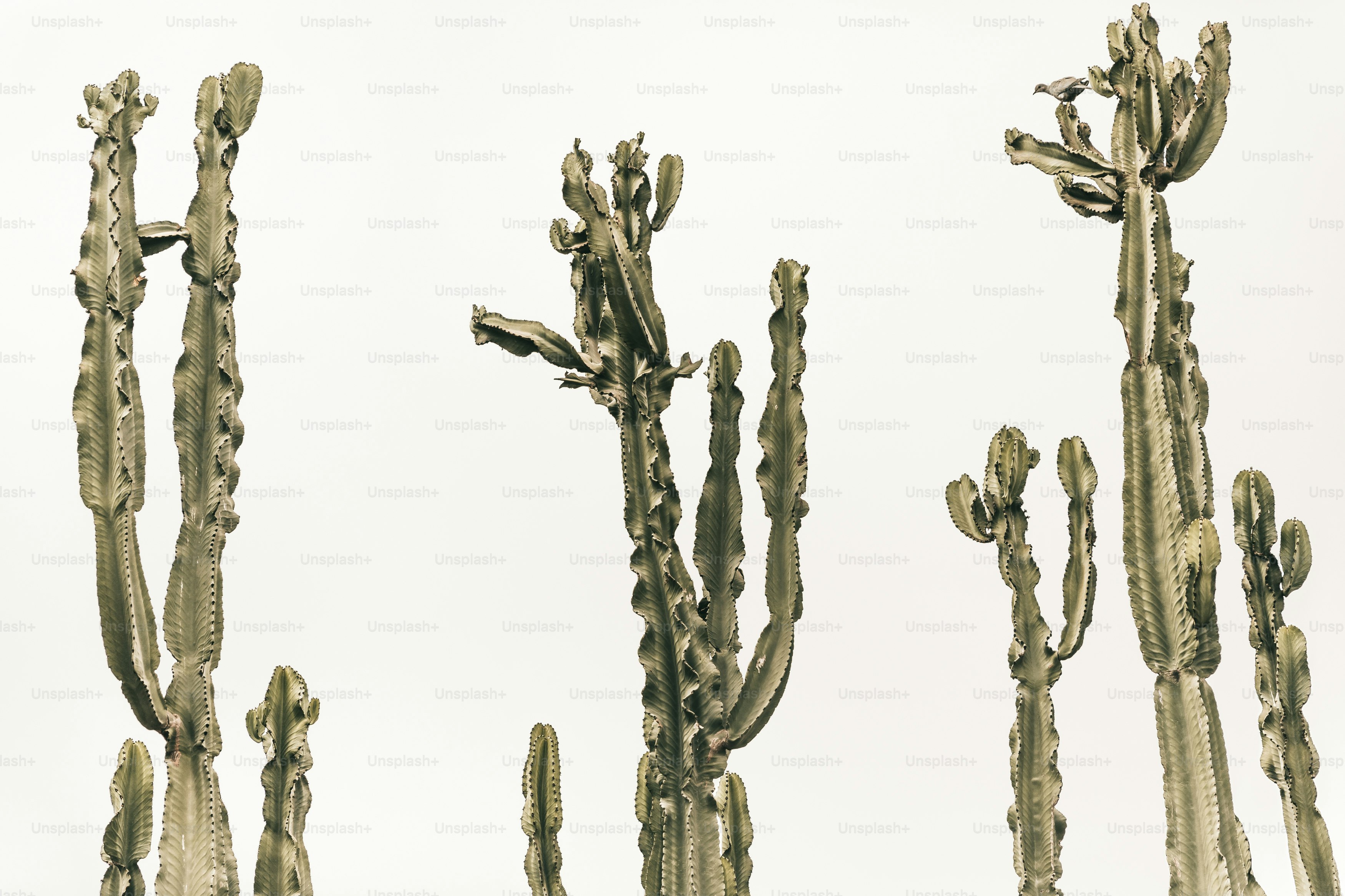 a group of cactus plants with a sky background