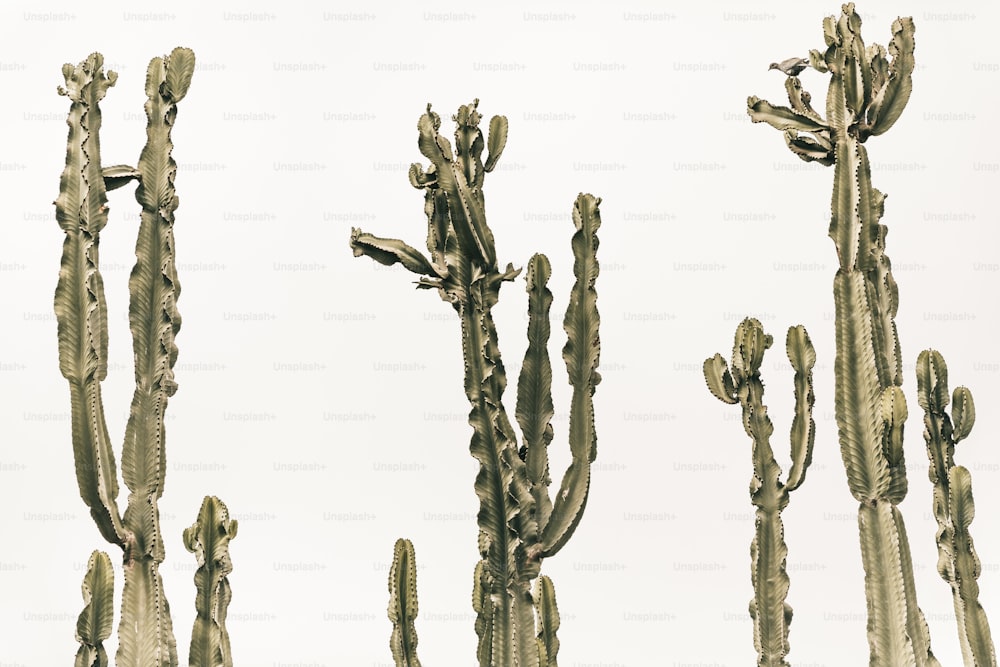 Un grupo de plantas de cactus con un fondo de cielo