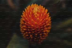 a close up of an orange flower on a plant