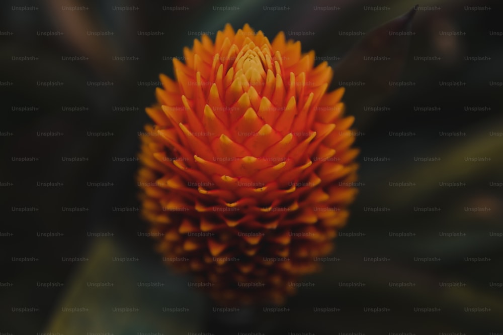 Gros plan d’une fleur d’oranger sur une plante