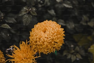 背景に葉を持つ黄色い花の接写