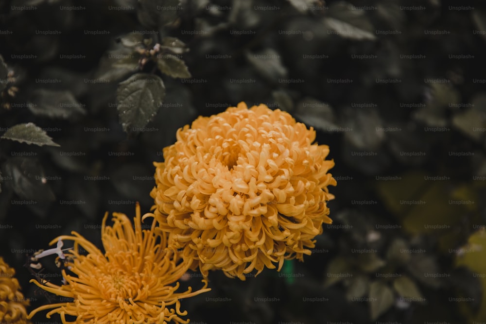 um close up de uma flor amarela com folhas no fundo