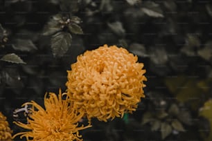 a close up of a yellow flower with leaves in the background