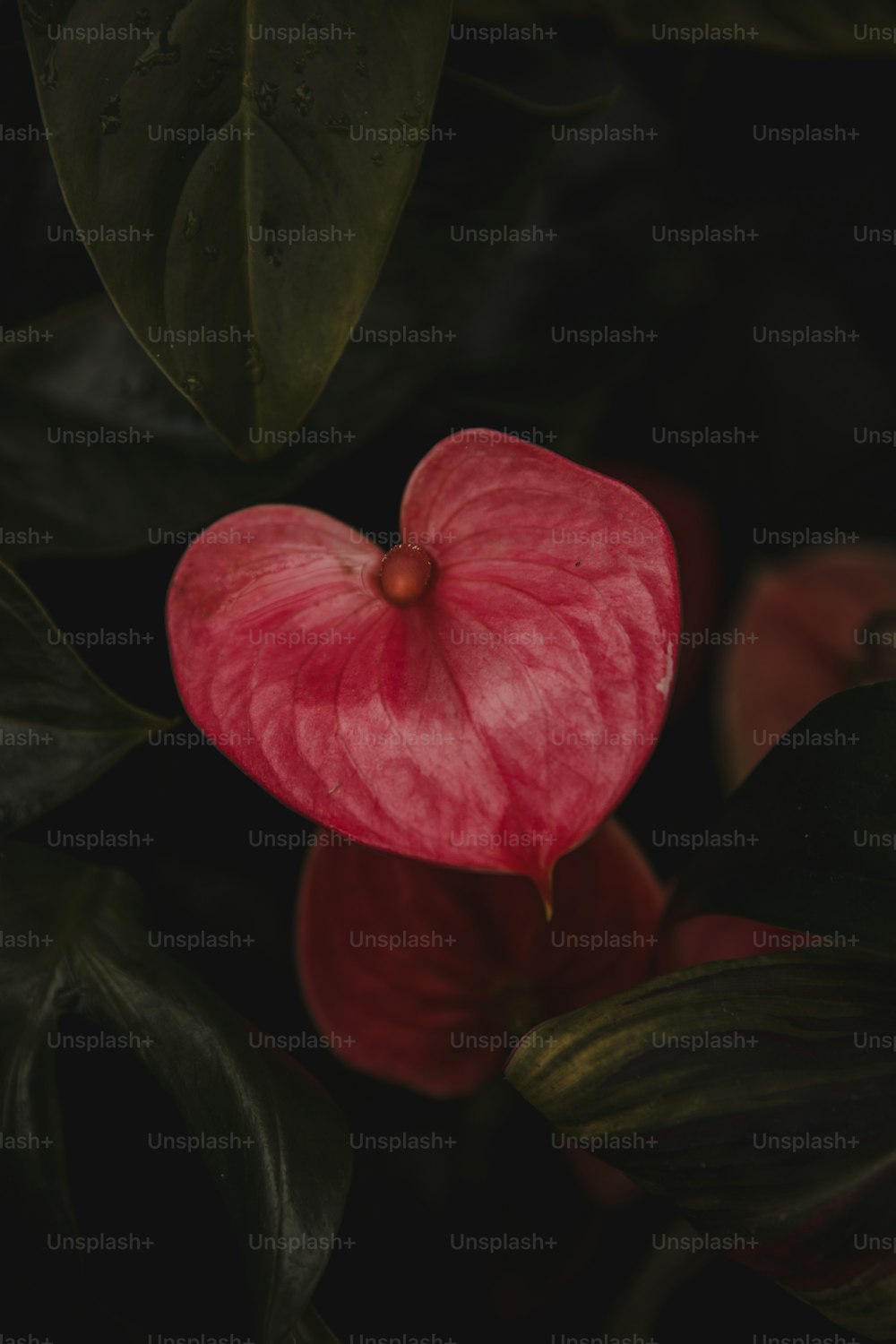 a pink flower with green leaves in the background