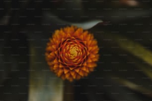 a close up of a flower on a plant