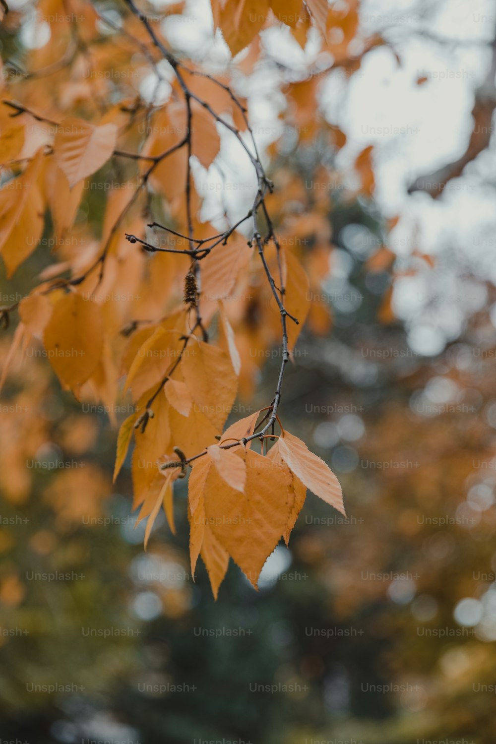 Gros plan d’un arbre aux feuilles jaunes