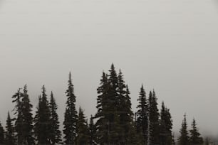 Un grupo de árboles que están parados en la nieve