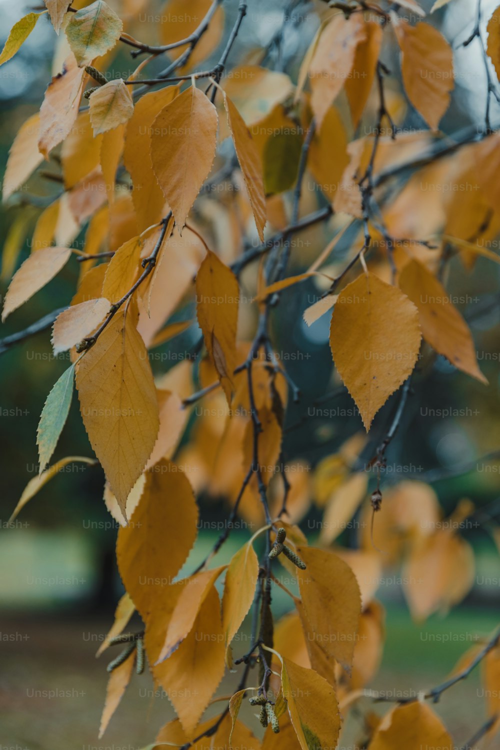 a close up of a tree with yellow leaves