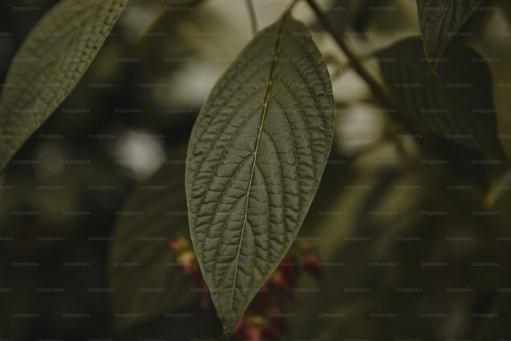 a close up of a leaf on a tree