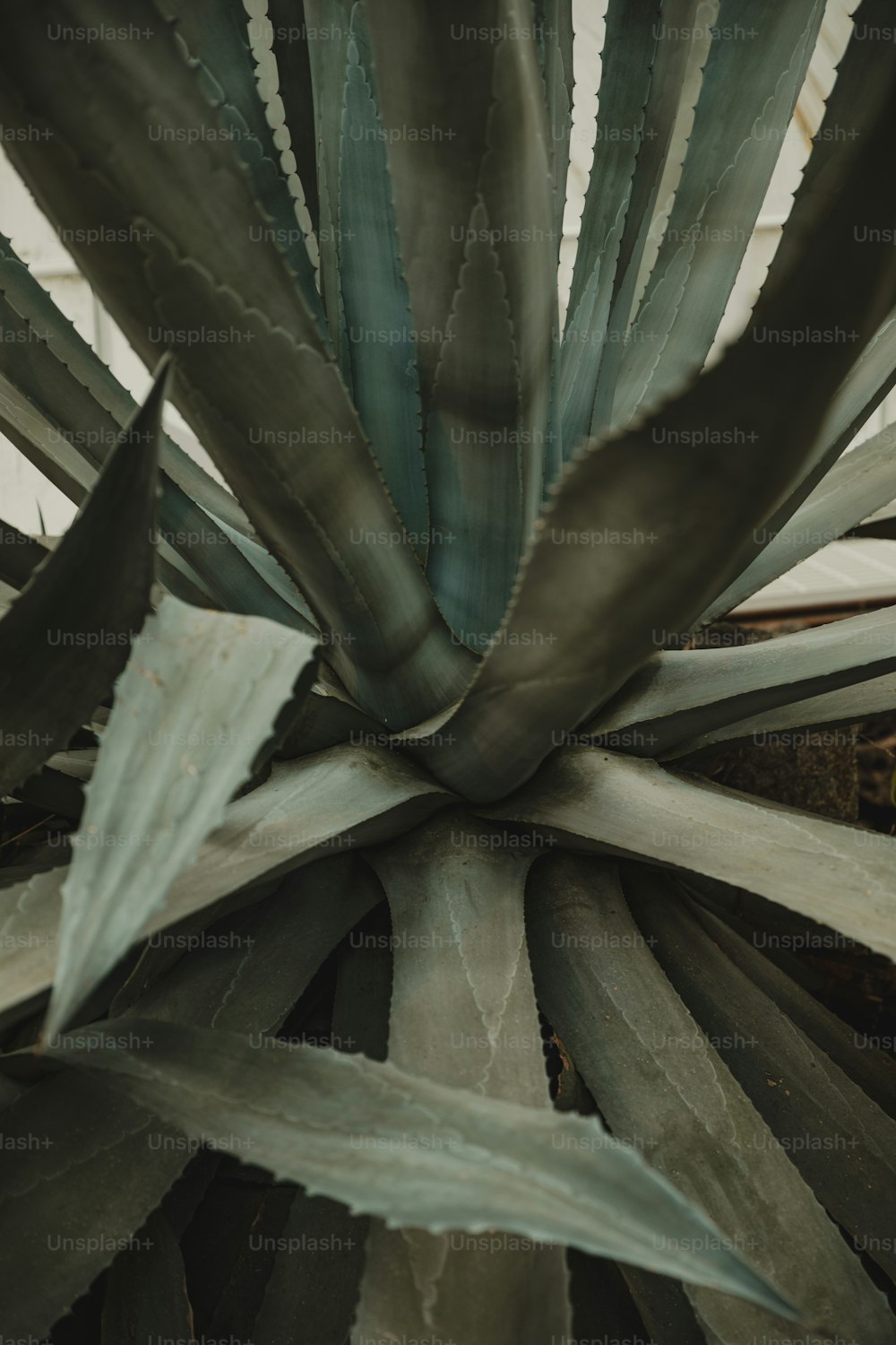 a close up of a large green plant