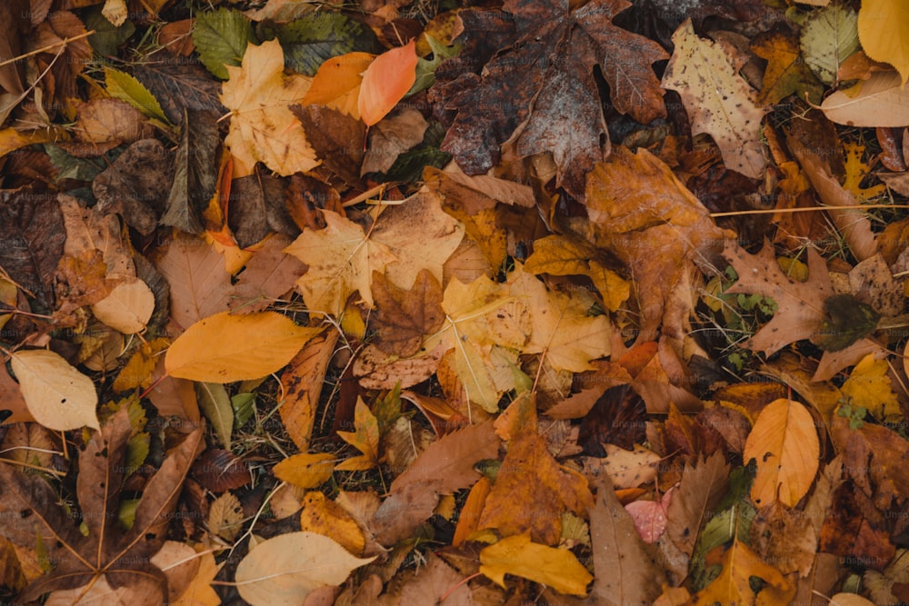 a bunch of leaves that are laying on the ground