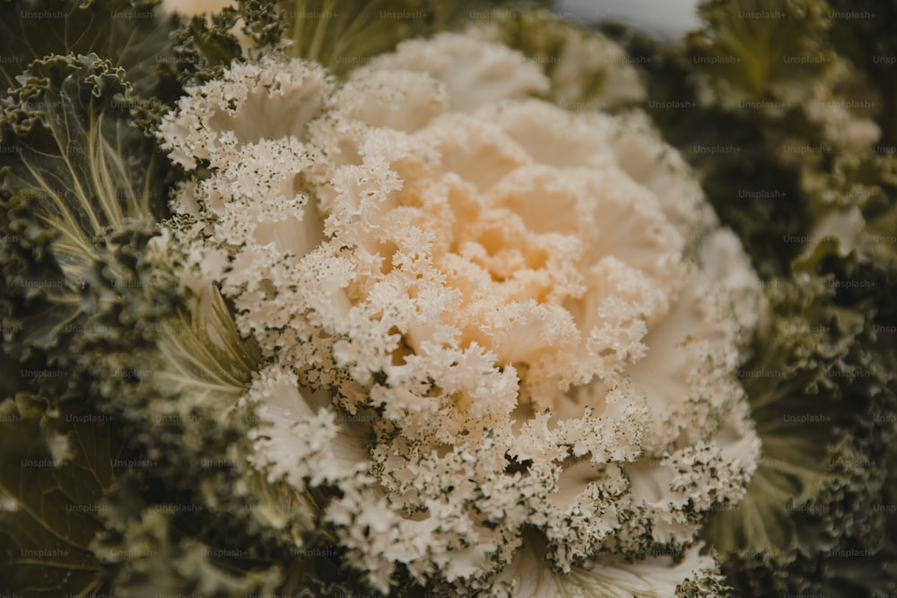 a close up of a bunch of broccoli