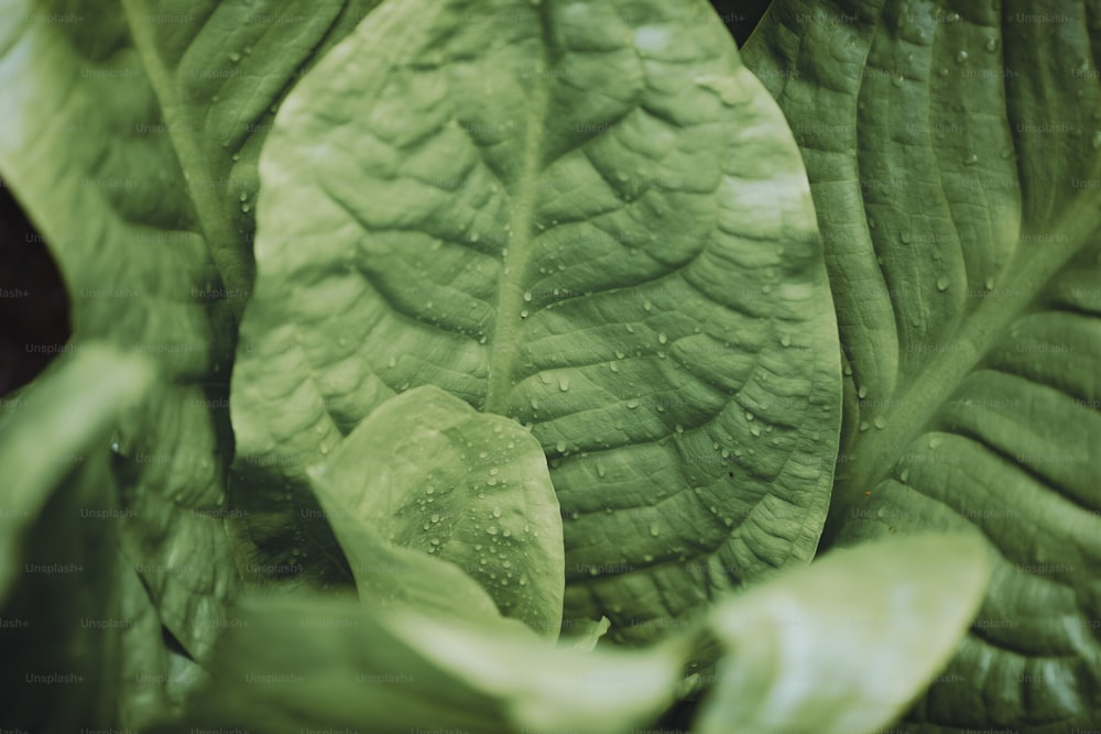 un gros plan d’une plante à feuilles vertes avec des gouttes d’eau dessus