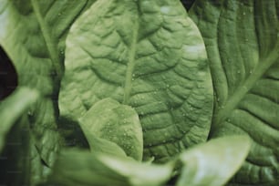 a close up of a green leafy plant with drops of water on it