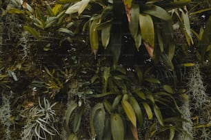Un primer plano de una planta con muchas hojas