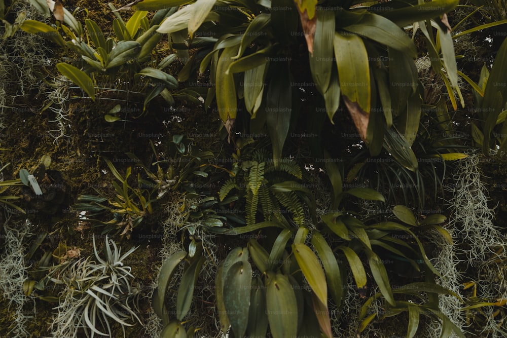 a close up of a plant with lots of leaves