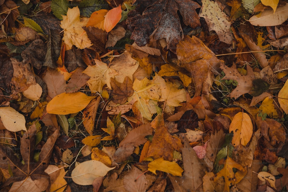 un bouquet de feuilles qui reposent sur le sol
