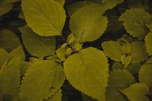 a close up of a green leafy plant