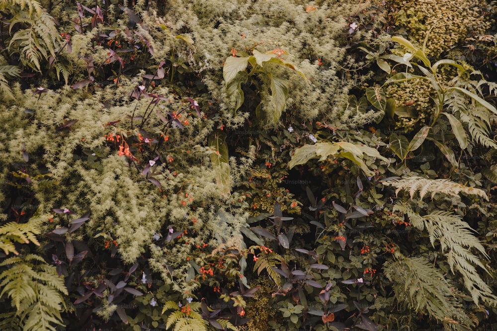 다양한 종류의 식물로 덮인 벽