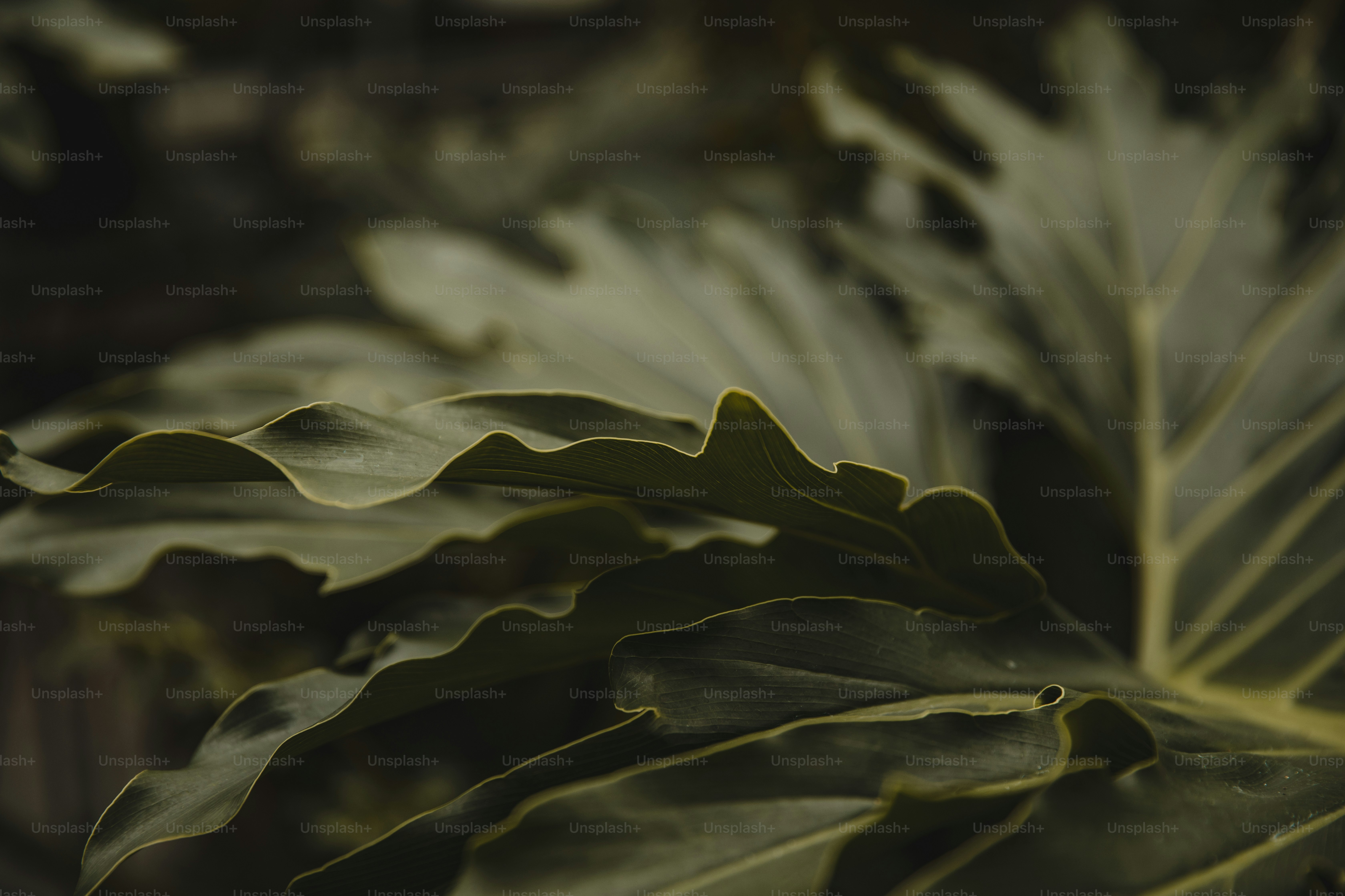 un primer plano de una gran planta frondosa