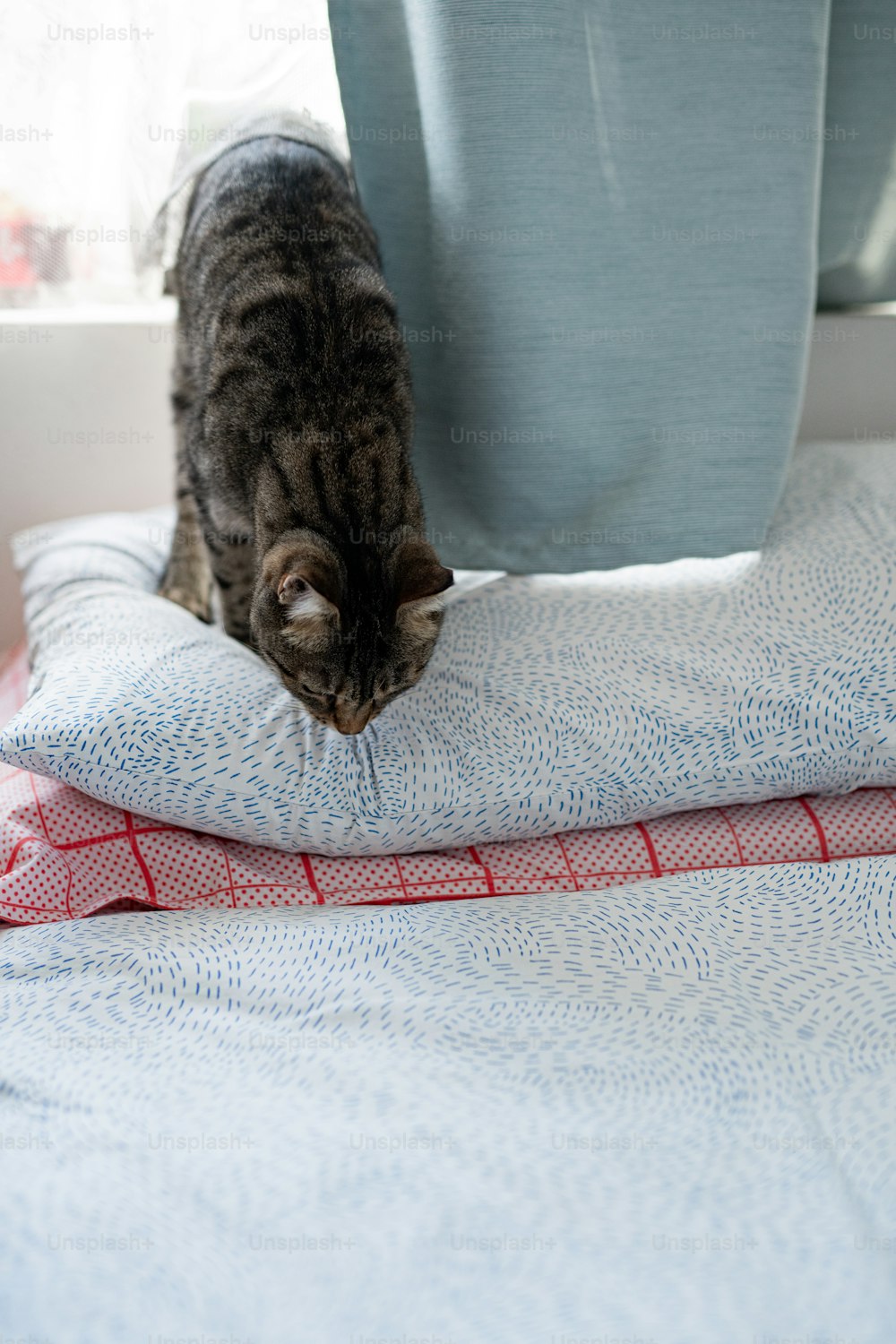 a cat standing on top of a pillow on top of a bed