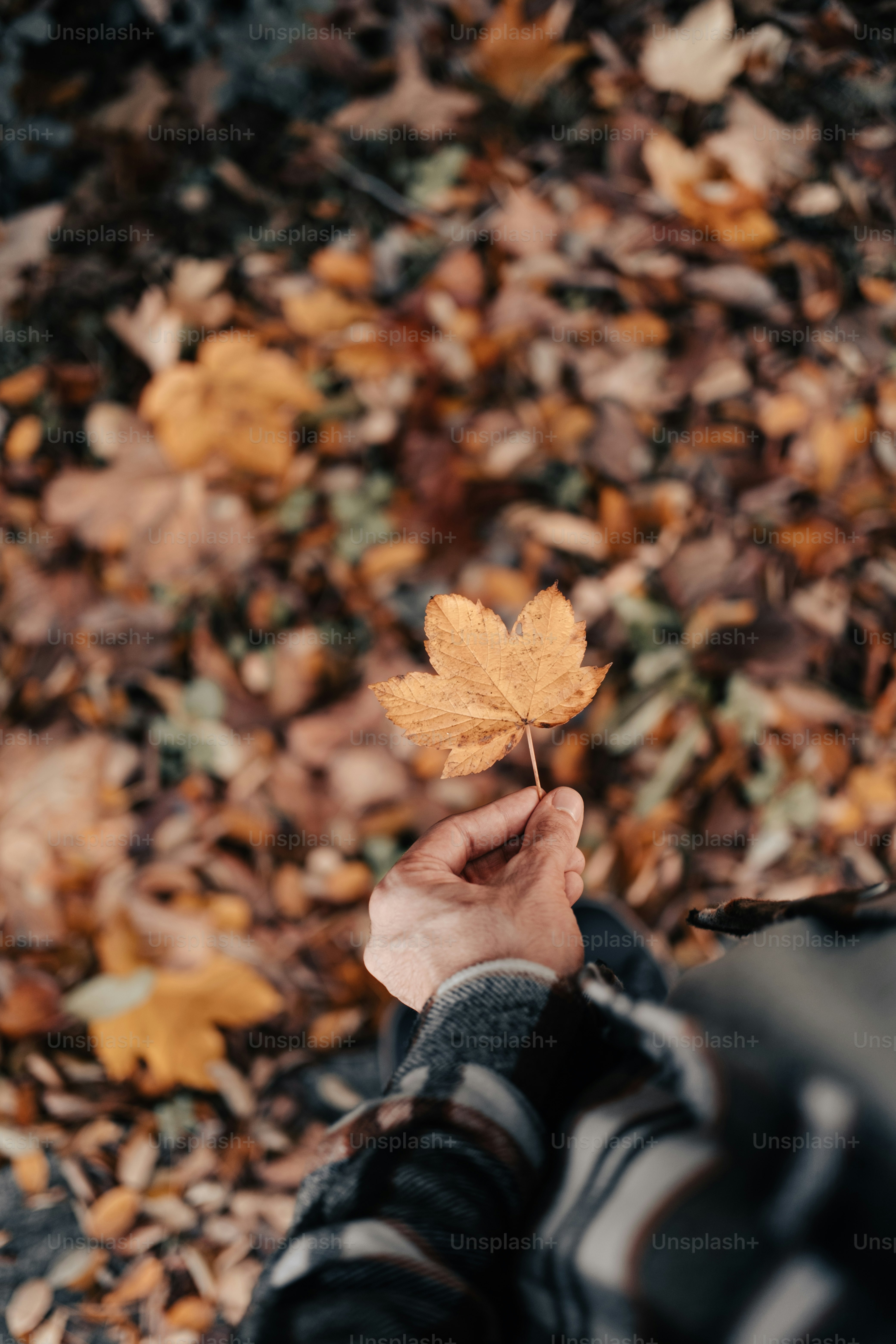 a person holding a leaf in their hand