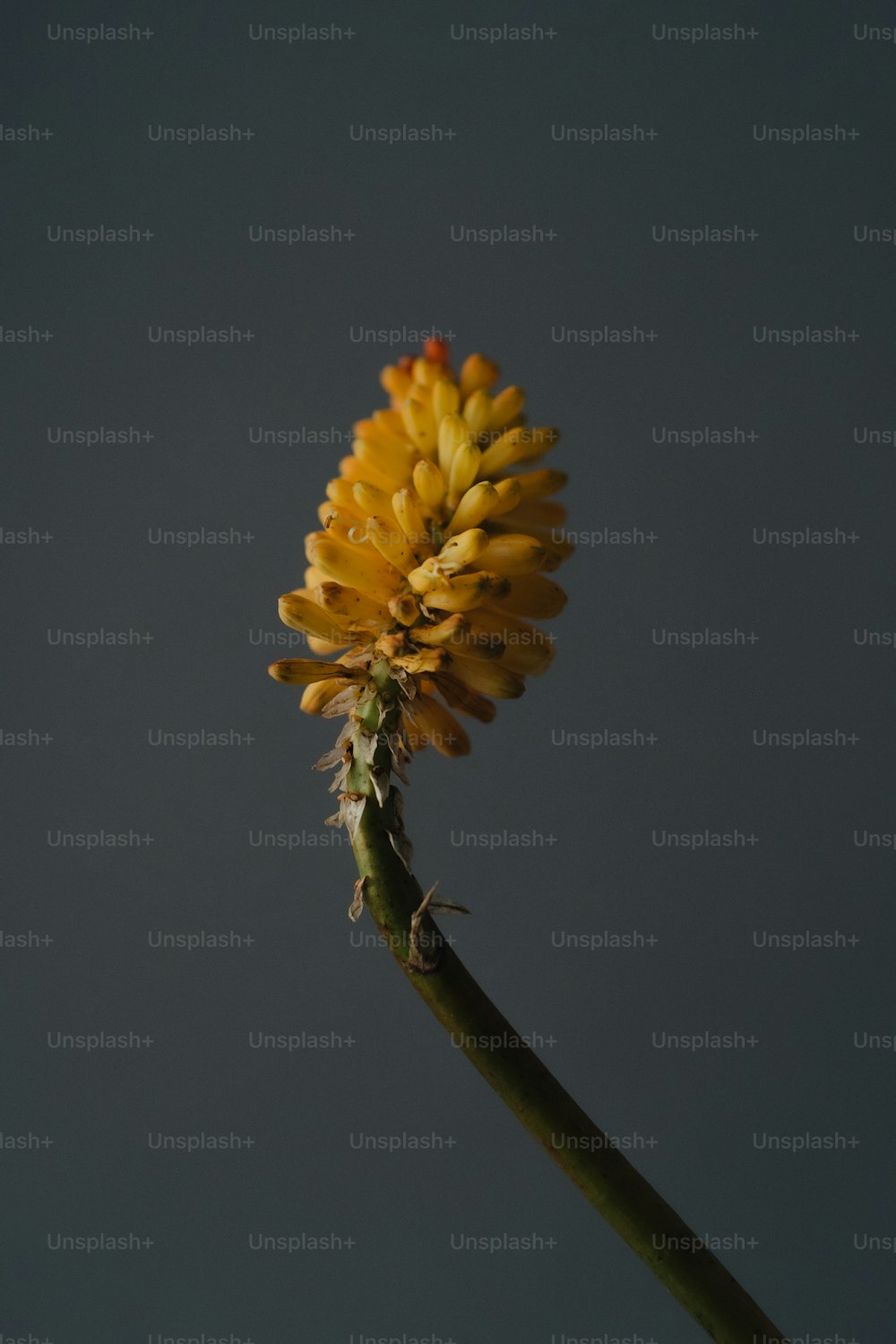 a close up of a yellow flower on a stem