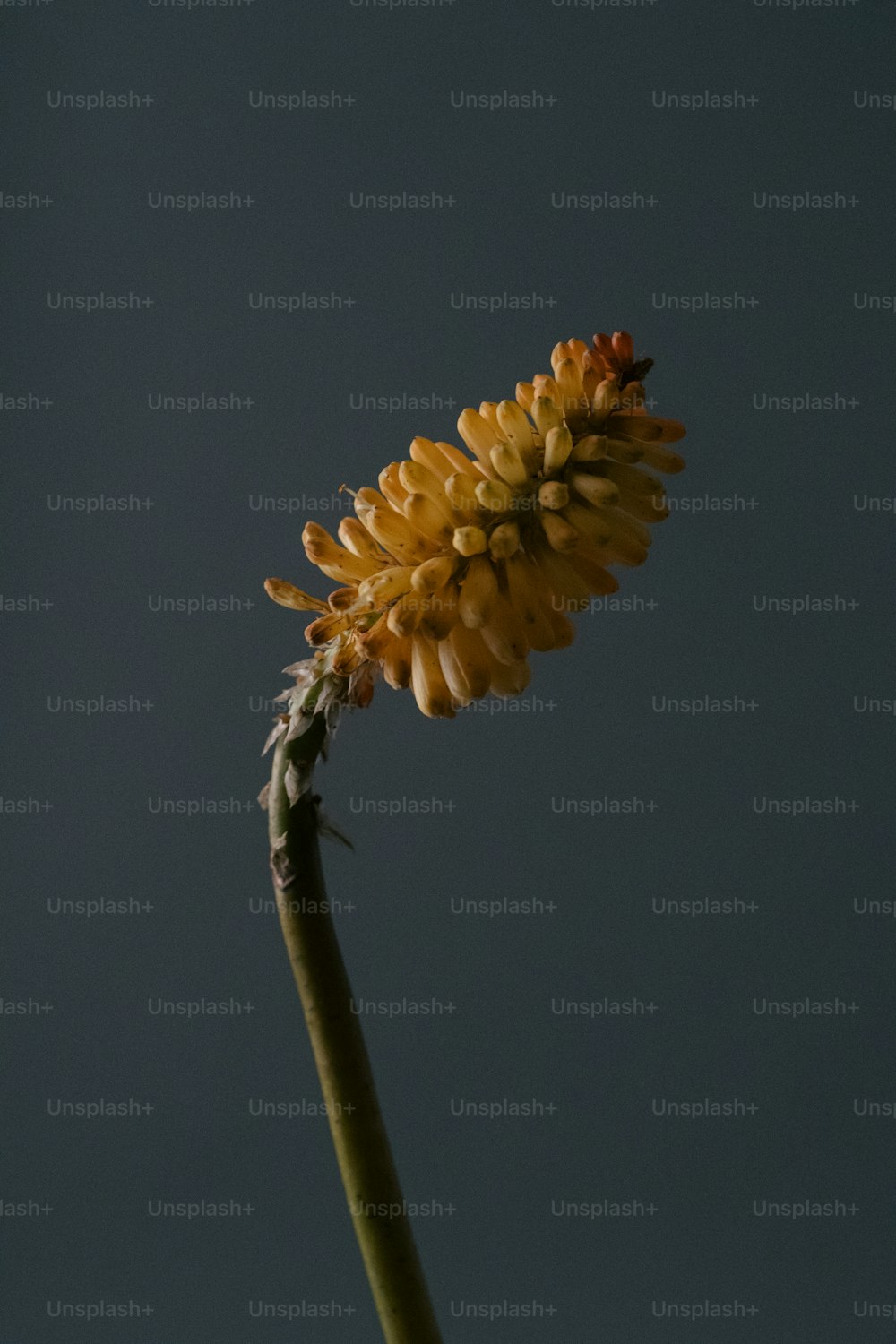 a close up of a flower with a sky background