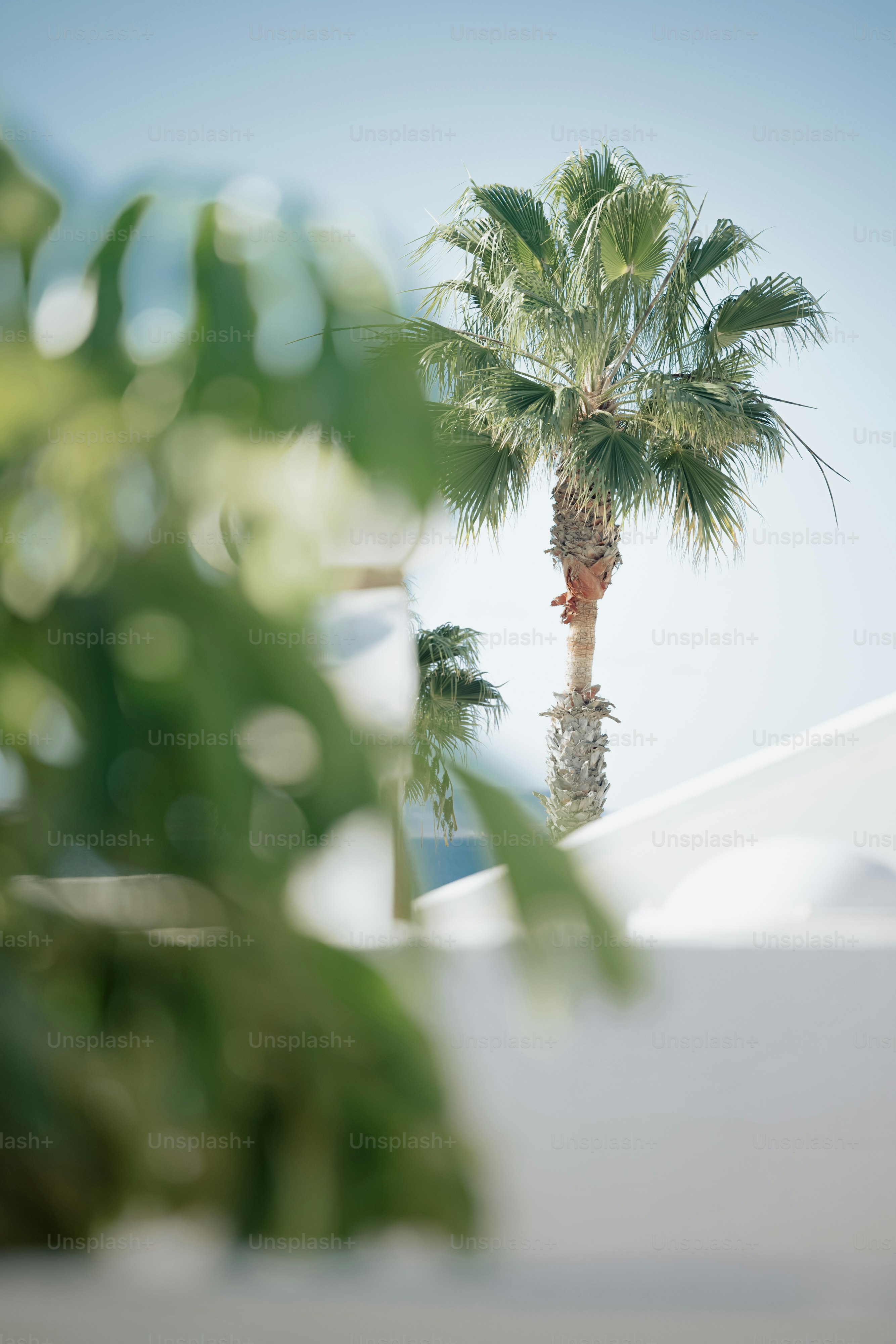 a palm tree is reflected in a pool of water