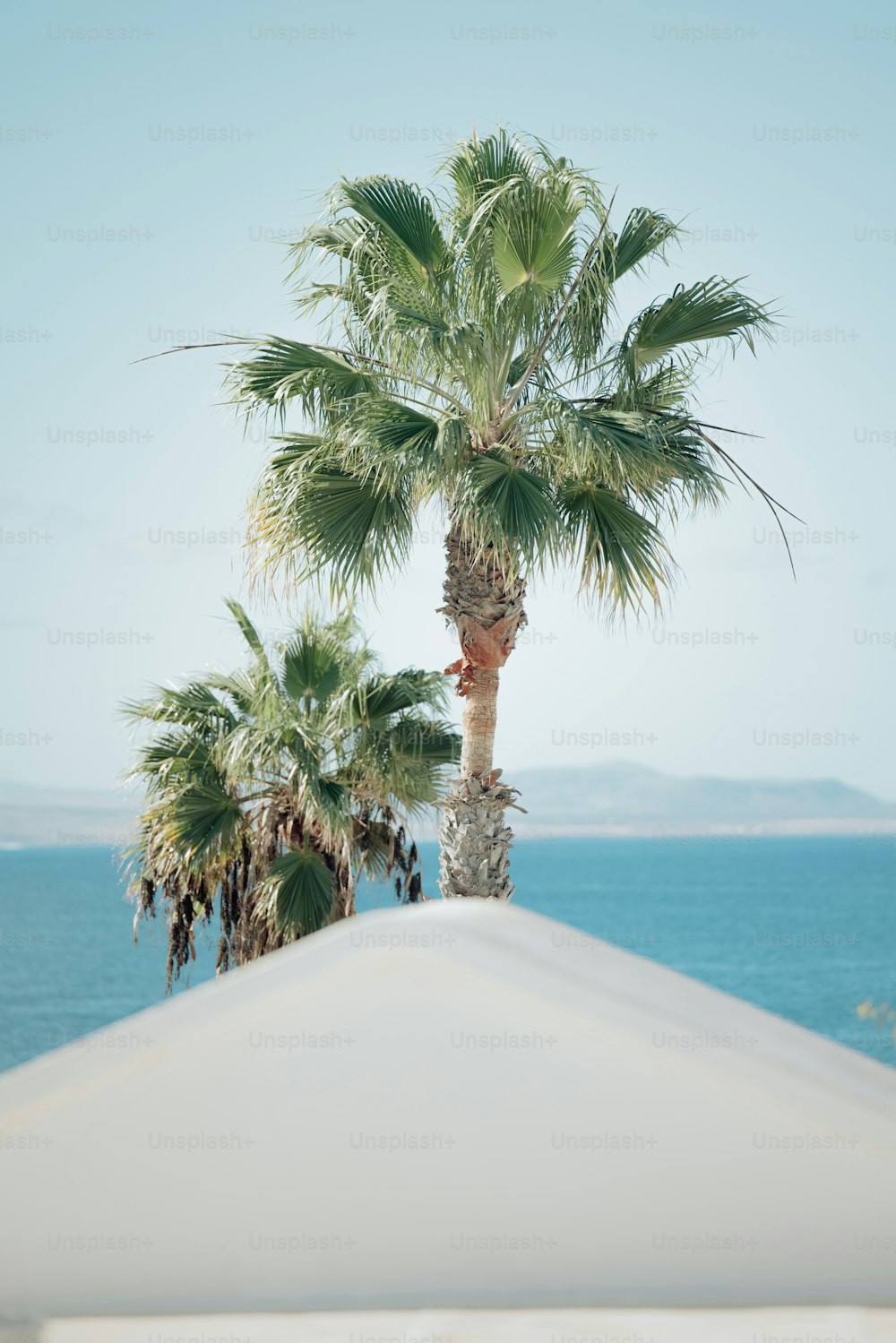uma palmeira em uma praia com o oceano ao fundo